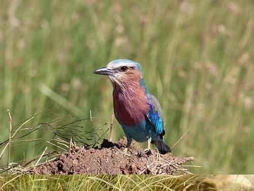 Arusha National Park