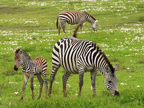 Day 2 - Lake Manyara National Park