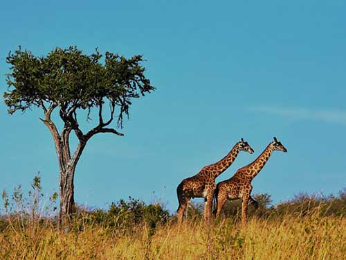 Arusha National Park