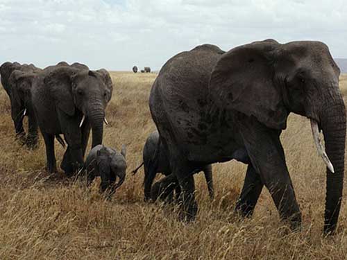 Tarangire National Park