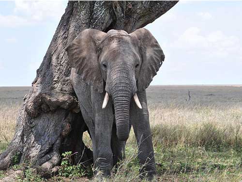 Transfer to Serengeti