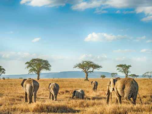 Tarangire National Park