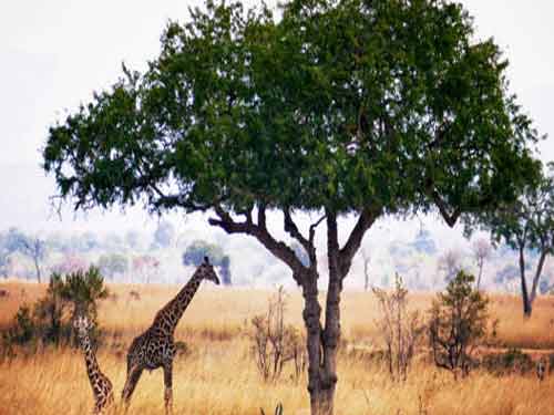 Central Serengeti