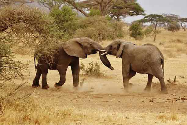 Tarangire National Park