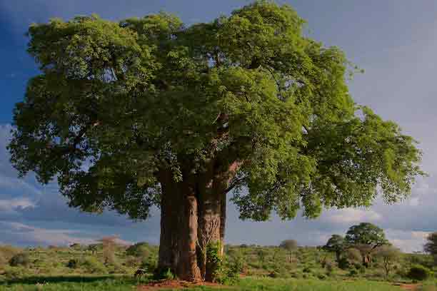 Tarangire National Park